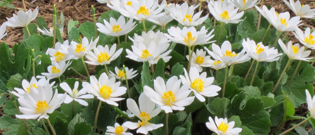 Use the Bloodroot Herb